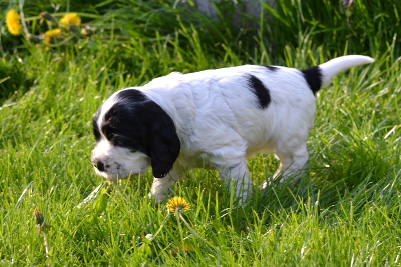 Vrh H a CH 38-Habi.JPG